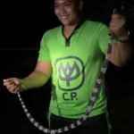 Trang resident encounters king cobra in home, rescue captures snake | Thaiger