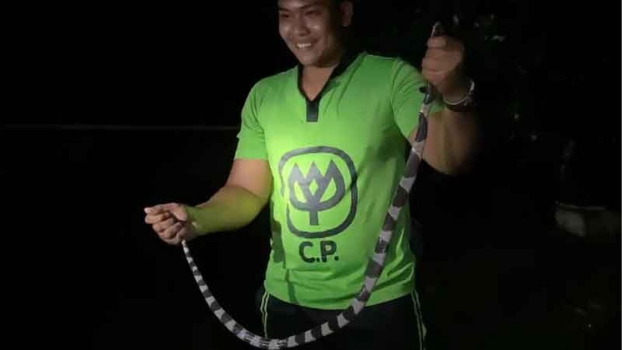 Trang resident encounters king cobra in home, rescue captures snake | Thaiger