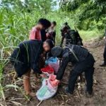 Migrant workers caught in Aranyaprathet sugarcane fields | Thaiger