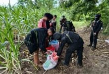 Migrant workers caught in Aranyaprathet sugarcane fields | Thaiger