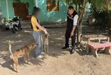 Boy hospitalised after dog attack prompts compensation dispute | Thaiger