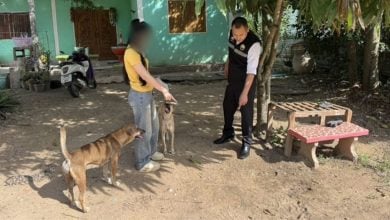 Boy hospitalised after dog attack prompts compensation dispute | Thaiger