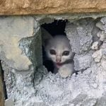 Kitten rescued from school pillar after four days in Thong Pha Phum | Thaiger