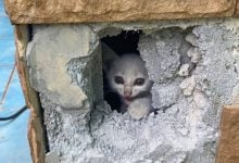 Kitten rescued from school pillar after four days in Thong Pha Phum | Thaiger