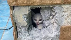 Kitten rescued from school pillar after four days in Thong Pha Phum | Thaiger