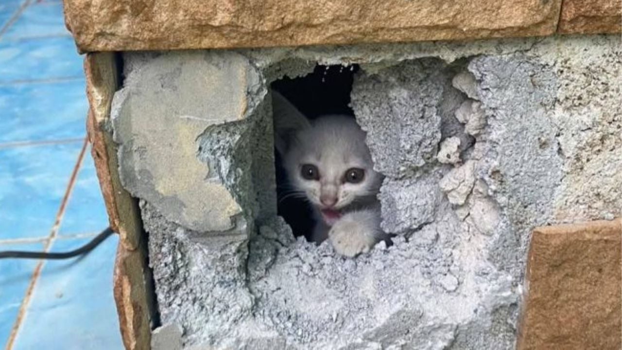 Kitten rescued from school pillar after four days in Thong Pha Phum | Thaiger