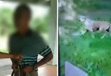 Caught red handed: man admits sexually abusing dog in Songkhla Public Park | Thaiger