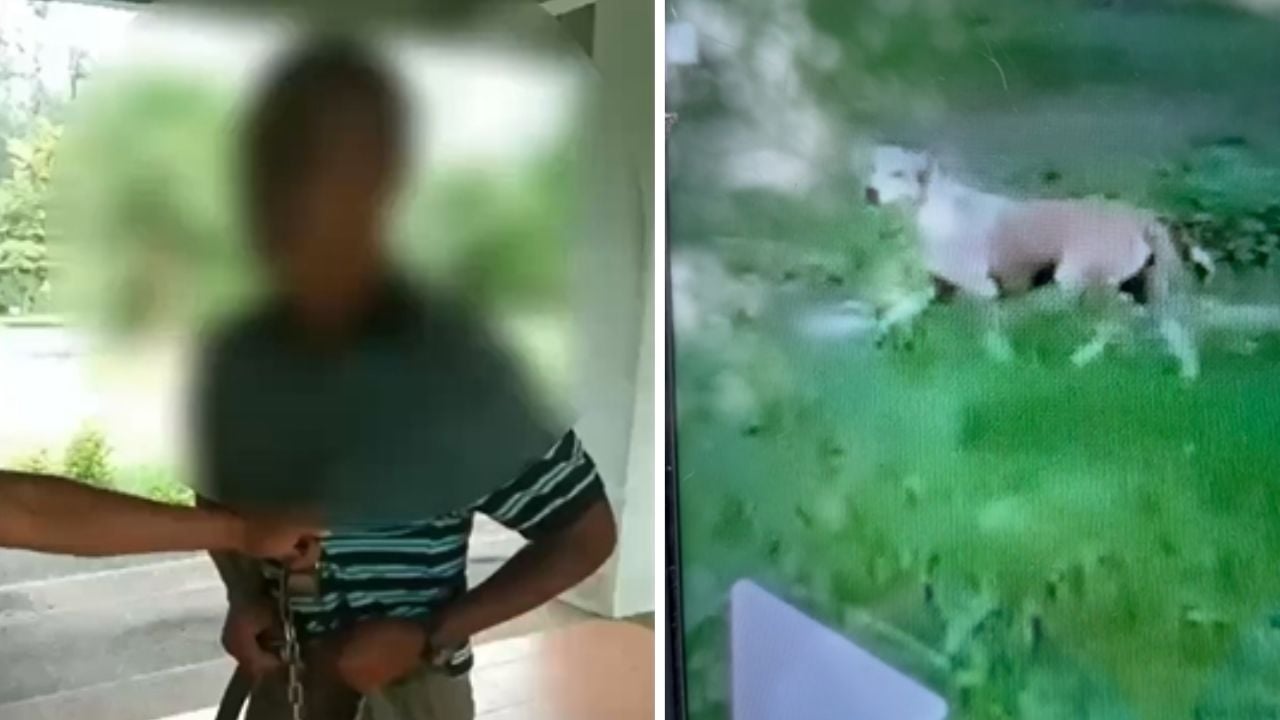 Caught red handed: man admits sexually abusing dog in Songkhla Public Park | Thaiger