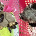 Thai police arrest duo for selling wildlife on Facebook | Thaiger