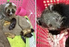 Thai police arrest duo for selling wildlife on Facebook | Thaiger