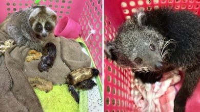 Thai police arrest duo for selling wildlife on Facebook | Thaiger