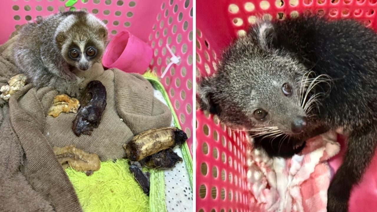Thai police arrest duo for selling wildlife on Facebook | Thaiger