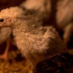 Thailand boosts bird flu control after Cambodia outbreak | Thaiger