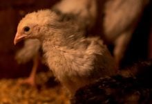 Thailand boosts bird flu control after Cambodia outbreak | Thaiger