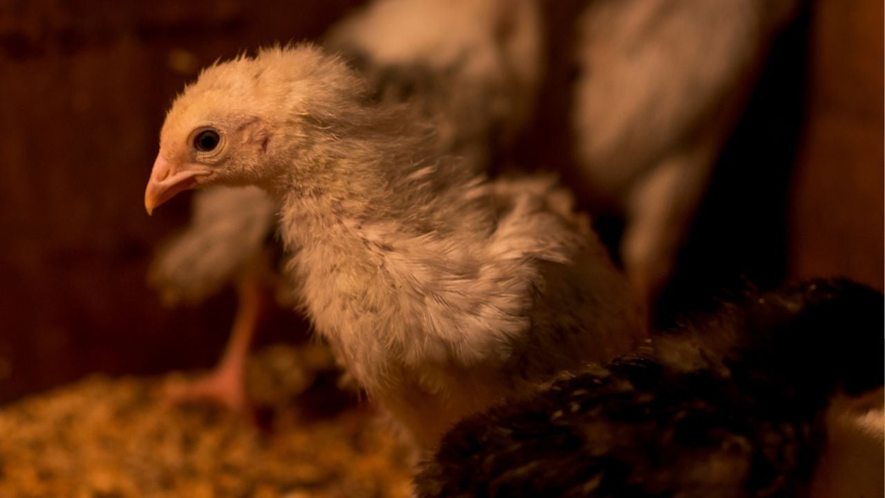 Thailand boosts bird flu control after Cambodia outbreak | Thaiger