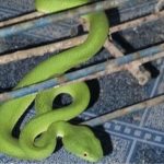 Snake at doorstep turns into fortune-telling sign for lucky numbers | Thaiger