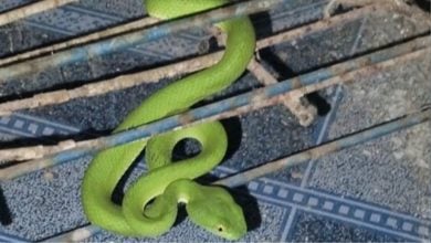 Snake at doorstep turns into fortune-telling sign for lucky numbers | Thaiger