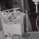 Golden green pit viper surprises after python sighting in Ang Thong | Thaiger