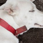 Happiness documented: Bangkok police pens official report after seeing sleeping dog | Thaiger