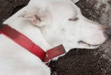 Happiness documented: Bangkok police pens official report after seeing sleeping dog | Thaiger