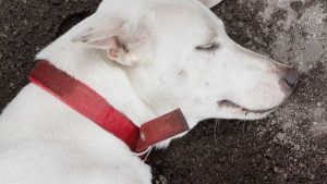 Happiness documented: Bangkok police pens official report after seeing sleeping dog | Thaiger