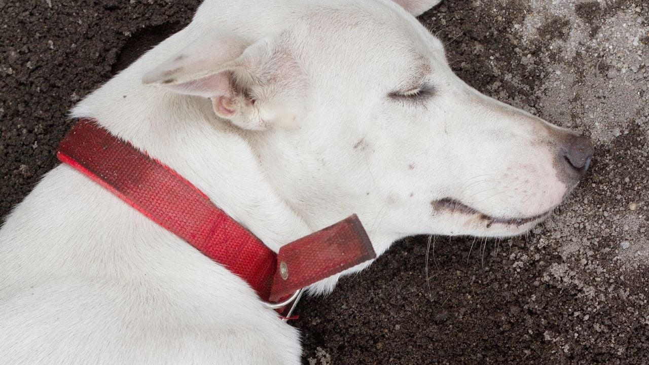 Happiness documented: Bangkok police pens official report after seeing sleeping dog | Thaiger