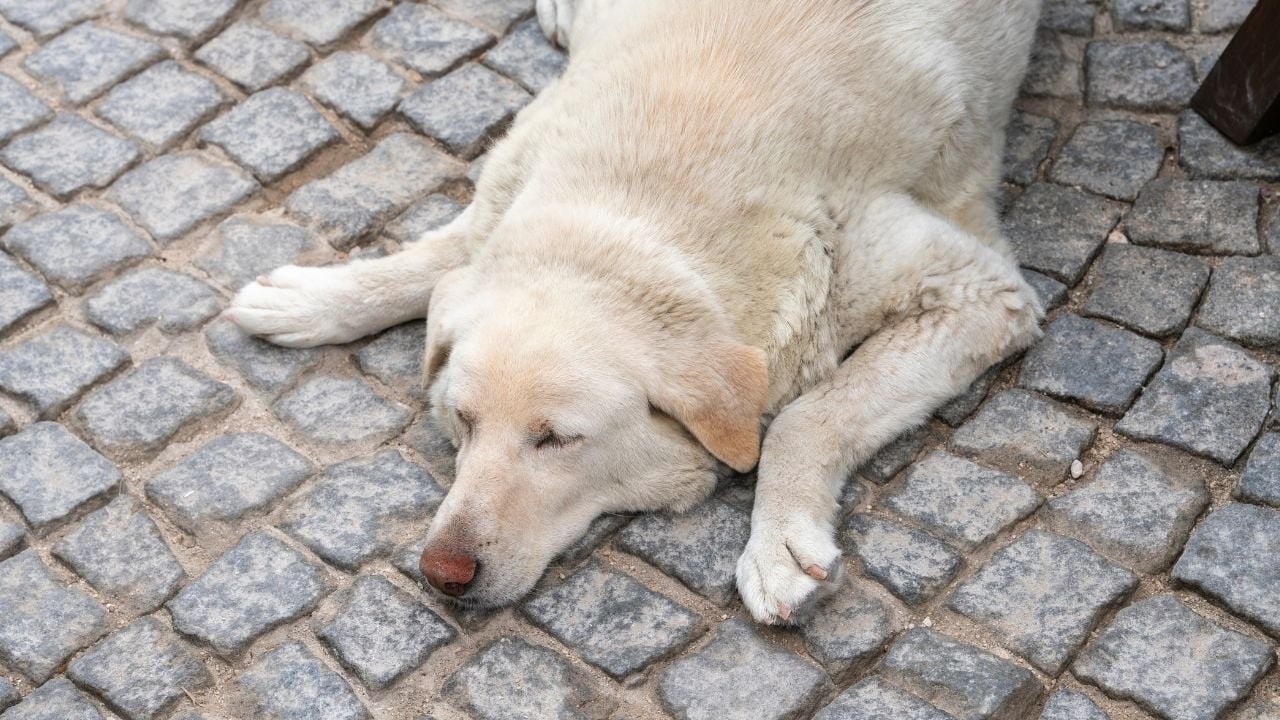 Thai police happy to see sleeping dog and record the moment in official document