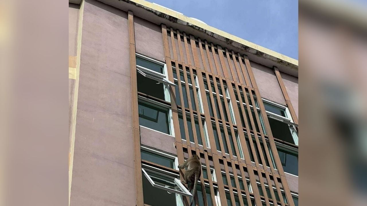 Monkey invades condo in Samut Prakan