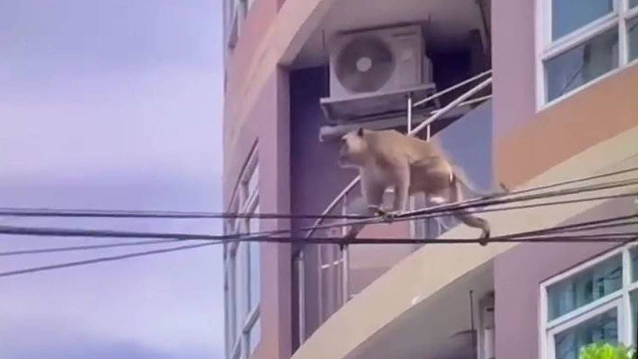 Monkey electrocuted and fell onto car