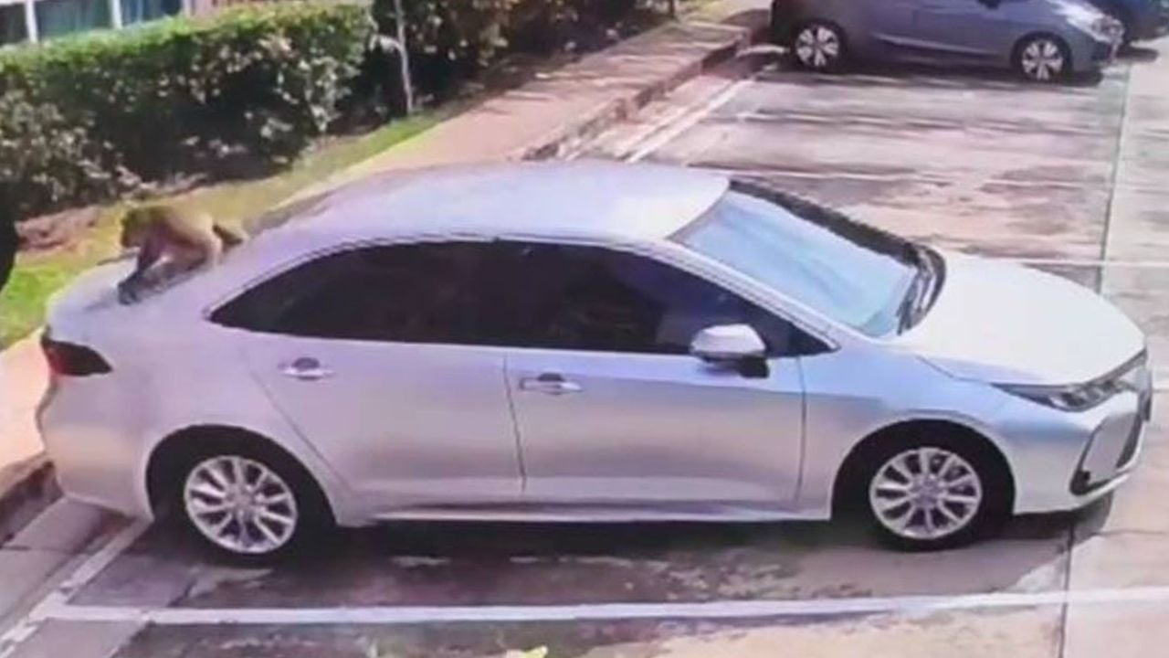 Monkey breaks car window after being electrocuted