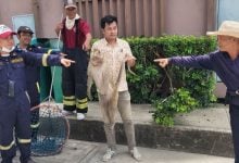 Electrocuted monkey falls onto car, shattering rear window | Thaiger
