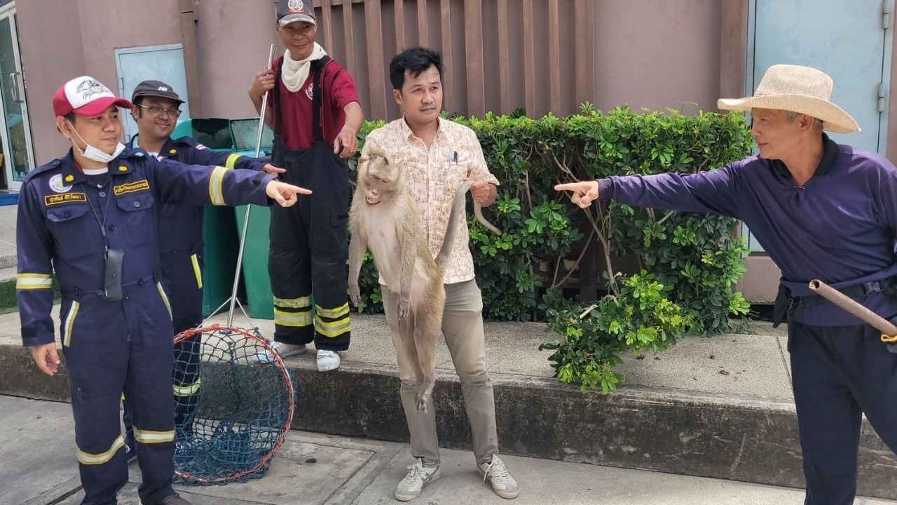 Electrocuted monkey falls onto car, shattering rear window | Thaiger