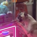 Stray dog in Songkhla melts hearts begging for toy from claw machine | Thaiger