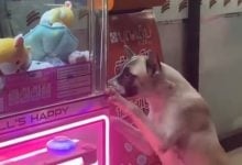Stray dog in Songkhla melts hearts begging for toy from claw machine | Thaiger
