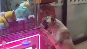 Stray dog in Songkhla melts hearts begging for toy from claw machine | Thaiger