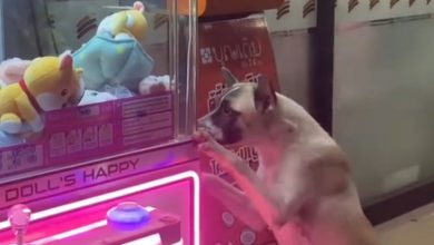 Stray dog in Songkhla melts hearts begging for toy from claw machine | Thaiger