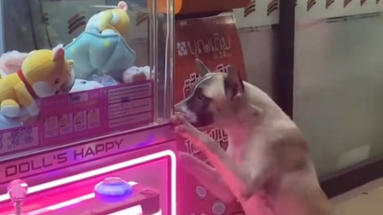 Stray dog in Songkhla melts hearts begging for toy from claw machine | Thaiger