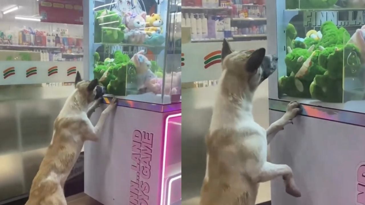 Stray dog begs for toy
