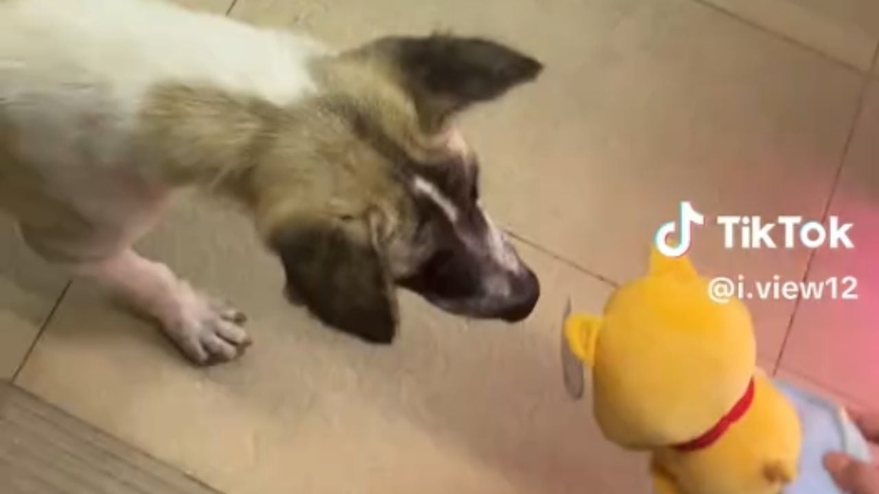 Thai TikToker wins claw machine to get doll for stray dog