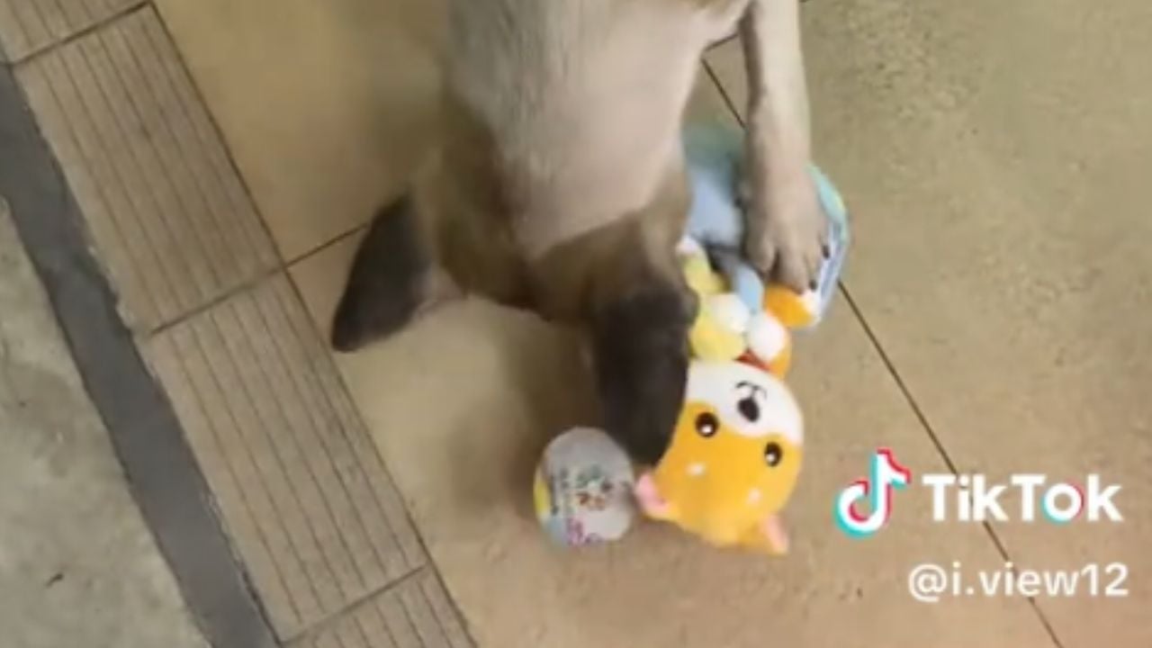 Thai stray dog requests toy