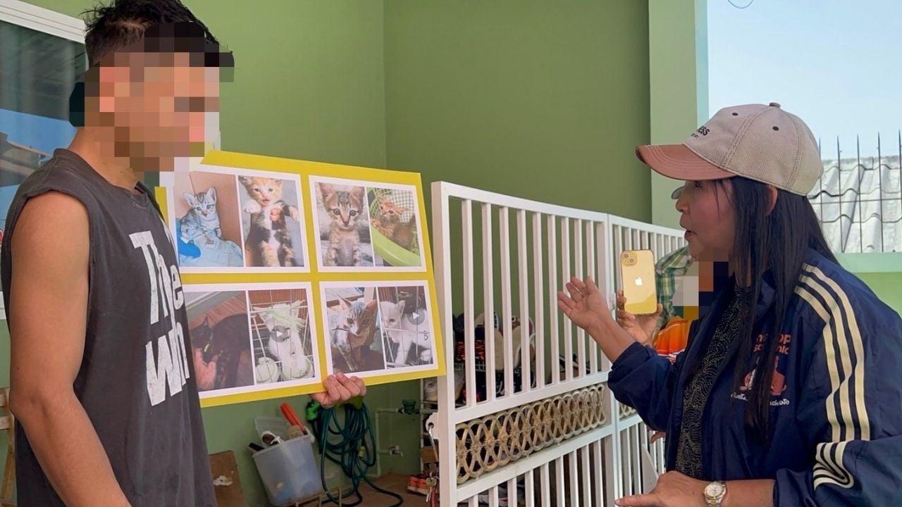Thai man adopts cats which later die in his care