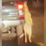 Thai man claims no intent after his dog dies hanging from truck | Thaiger