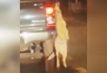 Thai man claims no intent after his dog dies hanging from truck | Thaiger