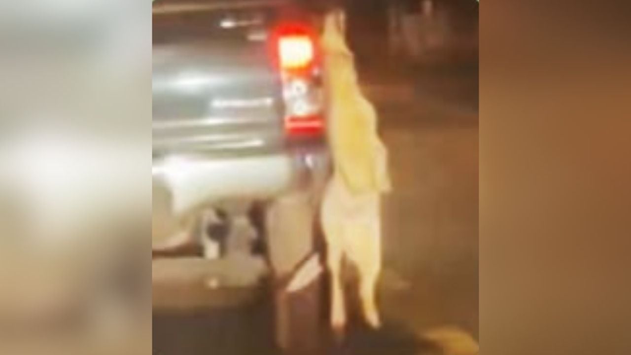 Thai man claims no intent after his dog dies hanging from truck | Thaiger