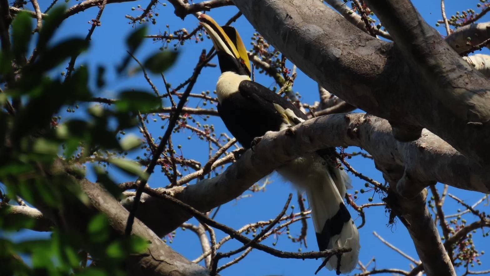 Great hornbill perched on tree branch at Khao Kheow Open Zoo