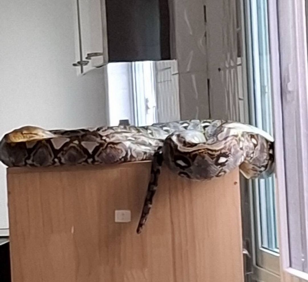 Python crashes through ceiling into Thai cat room | News by Thaiger