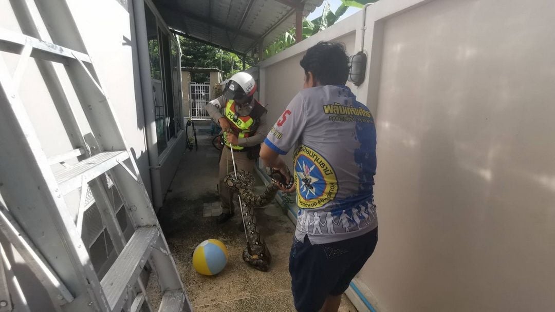 Python crashes through ceiling into Thai cat room | News by Thaiger