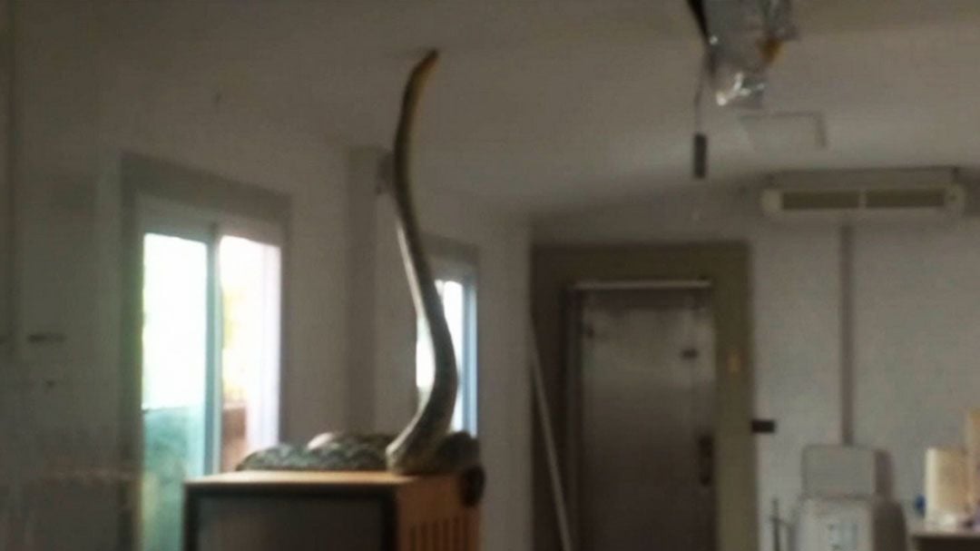 Python crashes through ceiling into Thai cat room | News by Thaiger