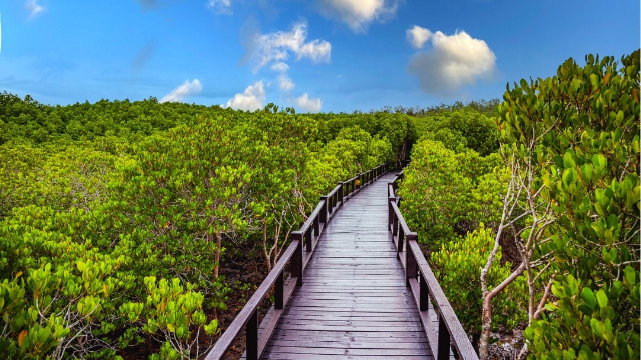 A view of a walk through the Pranburi National Park | Photo taken from Dolphin Bay Resort website