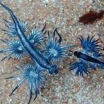 Beach alert: Deadly blue dragons invade Phuket shore | Thaiger